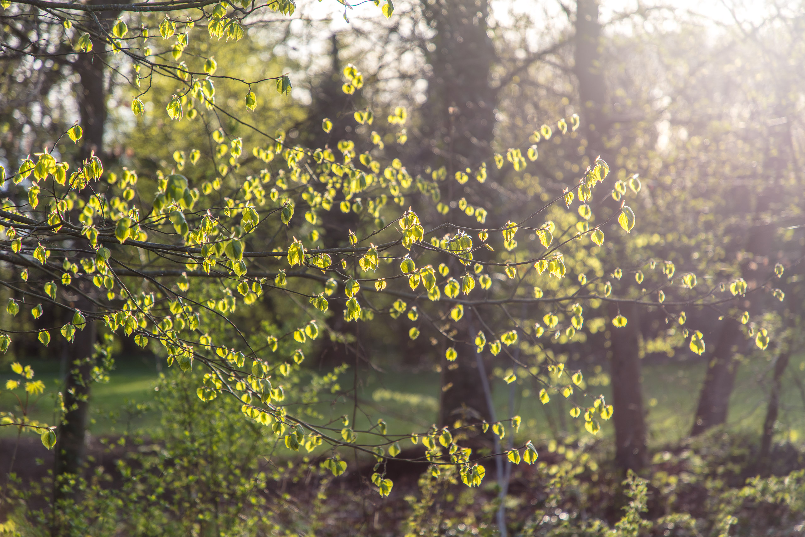 20180414190525 DP014952